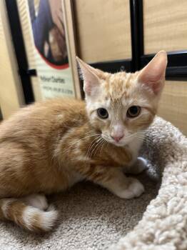 Cheetah -  Tabby and Domestic Short Hair Cat for Adoption in Riverside, California - Cheetah | PetCurious