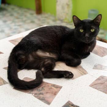 Diavolo -  Domestic Short Hair Cat for Adoption in Fairfax Station, Virginia - Diavolo | PetCurious