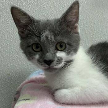 Domestic Short Hair Cats Available for Adoption in Candler, North Carolina - Pampero | PetCurious