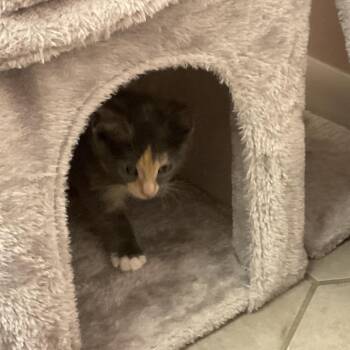 Bug -  Domestic Medium Hair Cat for Adoption in Chicago, Illinois - Bug | PetCurious