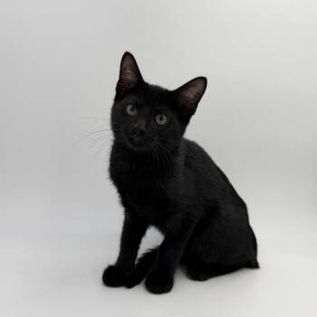 Wicker -  Domestic Short Hair Cat for Adoption in State College, Pennsylvania - Wicker | PetCurious