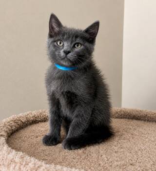 Domestic Short Hair Cats Available for Adoption in Farmington, Minnesota - Dusty | PetCurious