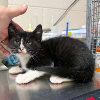 Ezekial 4468 -  Domestic Short Hair Cat for Adoption in Hamilton, Georgia - Ezekial 4468 | PetCurious