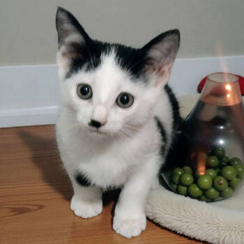 Rescue Domestic Short Hair Cats for Adoption in Galveston, Texas - Namul | PetCurious