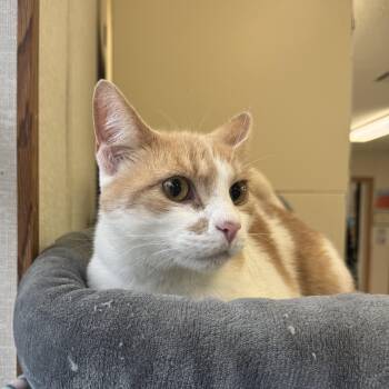 Tubby -  Calico Cat for Adoption in Salem, New Hampshire - Tubby | PetCurious