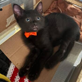 Crunchwrap Supreme 28 -  Domestic Short Hair Cat for Adoption in Austin, Texas - Crunchwrap Supreme 28 | PetCurious