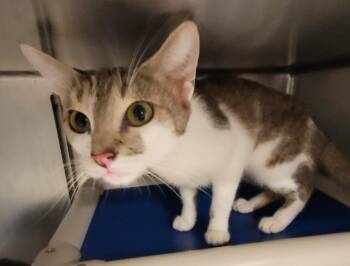 Amanda -  Domestic Short Hair Cat for Adoption in Hopkinsville, Kentucky - Amanda | PetCurious