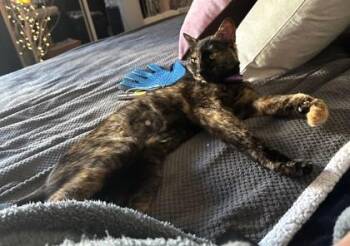 Rescue Domestic Short Hair Cats for Adoption in New York, New York - Samoa | PetCurious