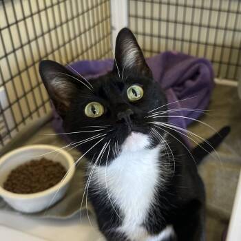 Lara Jean -  Domestic Short Hair Cat for Adoption in Burlingame, California - Lara Jean | PetCurious