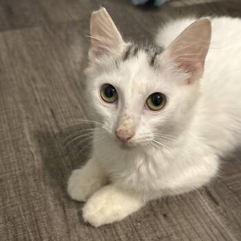 Star -  Domestic Medium Hair Cat for Adoption in Cat Spring, Texas - Star | PetCurious