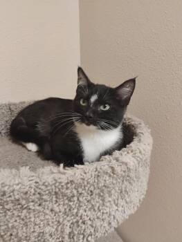 Rescue Domestic Short Hair Cats for Adoption in Great Falls, Montana - Dusty | PetCurious