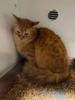 Peony -  Domestic Long Hair Cat for Adoption in Huntington, Indiana - Peony | PetCurious