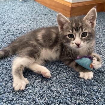 Domestic Short Hair and Tabby Cats Available for Adoption - Wilbur | PetCurious