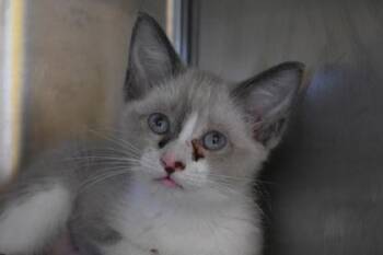 Smarties -  Domestic Short Hair Cat for Adoption in Kansas City, Missouri - Smarties | PetCurious