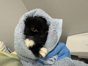 MASTER -  Domestic Long Hair Cat for Adoption in Kent, Washington - MASTER | PetCurious