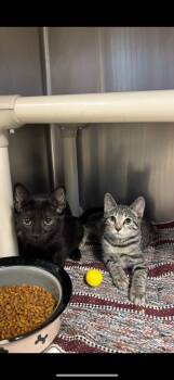 Rescue Domestic Short Hair Cats for Adoption in Port Jervis, New York - Beanie | PetCurious