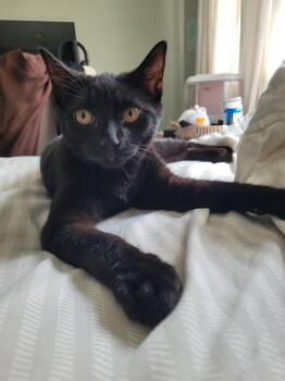 Biff -  Domestic Short Hair Cat for Adoption in Trenton, New Jersey - Biff | PetCurious