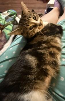 Rescue Domestic Short Hair Cats for Adoption in Greenwood, Indiana - Monroe | PetCurious