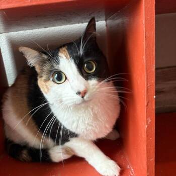 Cordi -  Domestic Medium Hair Cat for Adoption in West Des Moines, Iowa - Cordi | PetCurious