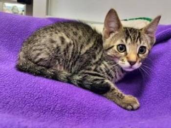 Rescue Tabby Cats for Adoption in Parlier, California - Pebble | PetCurious