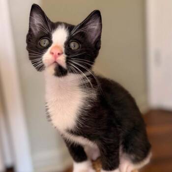 Darling Badger -  Domestic Short Hair Cat for Adoption in South Riding, Virginia - Darling Badger | PetCurious