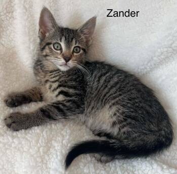 Tabby Cats Available for Adoption - Zander | PetCurious