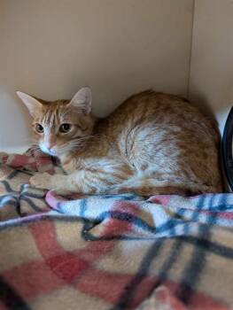 Domestic Short Hair Cats Available for Adoption in Brunswick, Georgia - TILLMAN | PetCurious