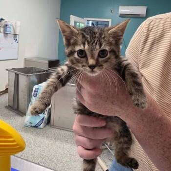 Another One -  Domestic Short Hair Cat for Adoption in Fredericksburg, Virginia - Another One | PetCurious