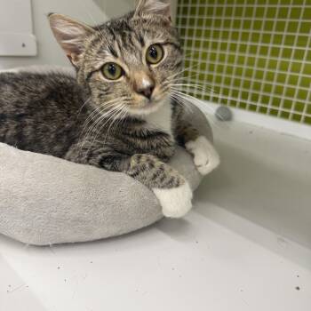 Tabby Cats Available for Adoption in Las Vegas, Nevada - RipRoar | PetCurious