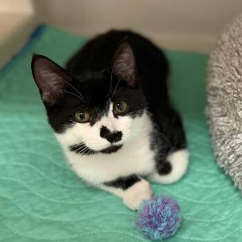 Christina -  Domestic Short Hair Cat for Adoption in Sarasota, Florida - Christina | PetCurious