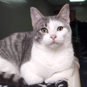 Domestic Short Hair Cats Available for Adoption - Funfetti | PetCurious