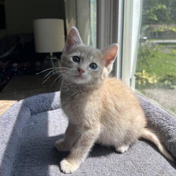 Fred -  Domestic Short Hair Cat for Adoption in Springfield, Missouri - Fred | PetCurious