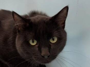 Obito -  Domestic Short Hair Cat for Adoption in Woodbury, Minnesota - Obito | PetCurious
