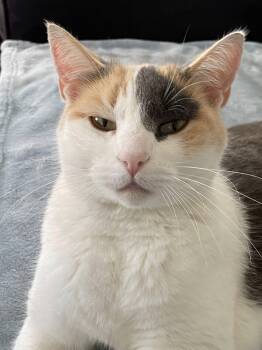 Rescue Calico Cats for Adoption in Bath, Maine - Meadow | PetCurious