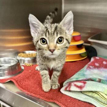 Domestic Short Hair Cats Available for Adoption in Union, Missouri - Clarinet CI 19 | PetCurious