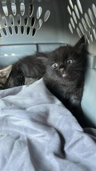 Panther -  Domestic Medium Hair Cat for Adoption - Panther | PetCurious
