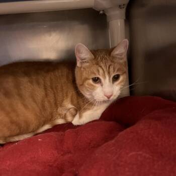 Domestic Short Hair Cats Available for Adoption - Oliver | PetCurious