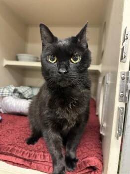 Domestic Short Hair Cats Available for Adoption in Quakertown, Pennsylvania - Squish | PetCurious