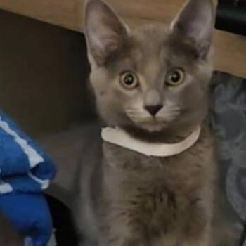 Susie -  Domestic Short Hair Cat for Adoption in Belleville, Illinois - Susie | PetCurious