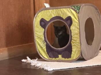 Lenni -  Domestic Short Hair Cat for Adoption in Littlestown, Pennsylvania - Lenni | PetCurious