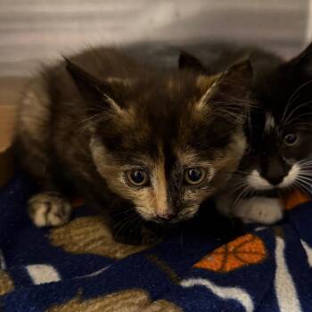 Mrs. White -  Domestic Short Hair Cat for Adoption in Cody, Wyoming - Mrs. White | PetCurious