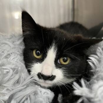 Rescue Domestic Short Hair Cats for Adoption in New York, New York - Stacy | PetCurious