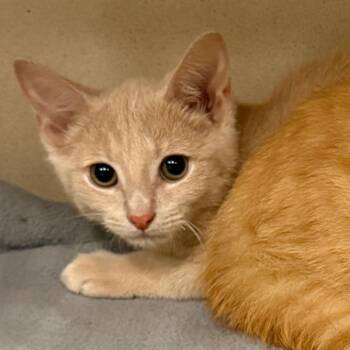 Igor -  Tabby and Domestic Short Hair Cat for Adoption in Greensboro, North Carolina - Igor | PetCurious