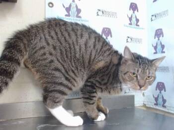 Domestic Short Hair Cats Available for Adoption in Orlando, Florida - BEERUS | PetCurious