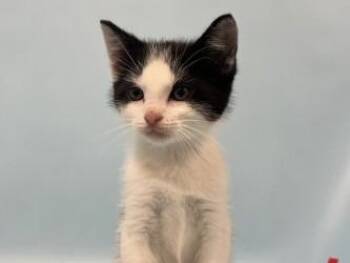 One Direction -  Domestic Short Hair Cat for Adoption in Golden Valley, Minnesota - One Direction | PetCurious