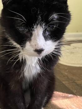 Felix -  Domestic Short Hair Cat for Adoption in Hoffman Estates, Illinois - Felix | PetCurious