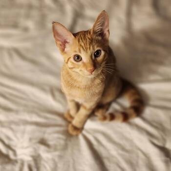 Lemon Drop - RARE Ginger female -  Domestic Short Hair Cat for Adoption in Boca Raton, Florida - Lemon Drop - RARE Ginger Female | PetCurious