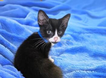 Domestic Short Hair Cats Available for Adoption in Fort Lauderdale, Florida - ALBERT | PetCurious