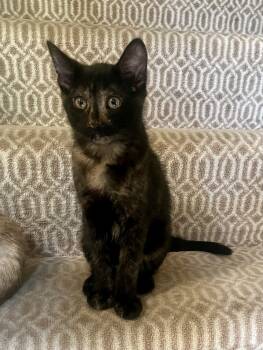 Rescue Domestic Short Hair Cats for Adoption in Plymouth, Minnesota - Camembert | PetCurious