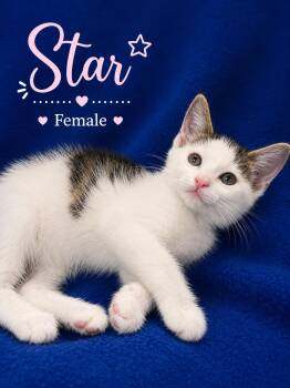 Domestic Short Hair Cats Available for Adoption in Johnson City, Tennessee - Star | PetCurious